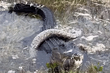 Khoảnh khắc cá sấu nuốt chửng trăn 'khủng' trong vườn quốc gia