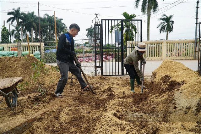 Kumquat and peach growers preparing for Tet season