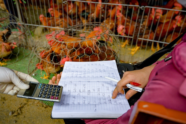 Live-pig prices plummet, farmers incur big losses