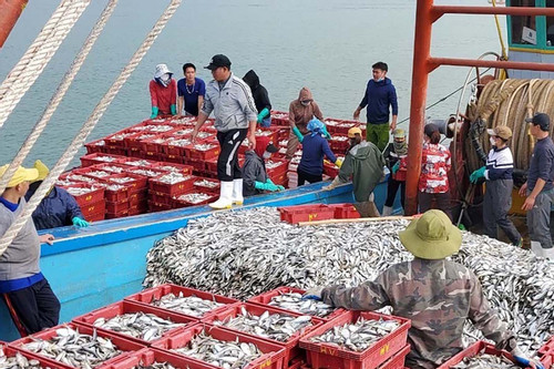 Ngư dân Cửa Lò đánh bắt hơn 19.000 tấn hải sản