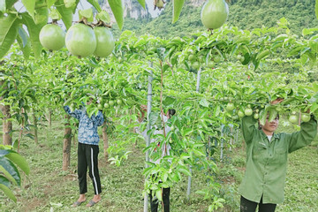 Trà Vinh: Phát triển kinh tế tập thể gắn với chuỗi giá trị nông sản