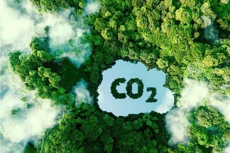 Vietnam gets over US$50 million from forestry carbon credits sales
