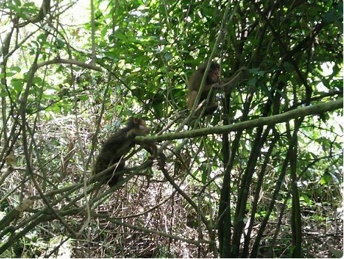 Ten rare monkeys released into the wild at Phong Nha-Ke Bang National Park hinh anh 1