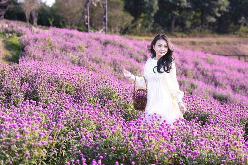 Thung lũng nhuộm màu hồng tím đẹp rực rỡ dưới nắng đông Hà Nội