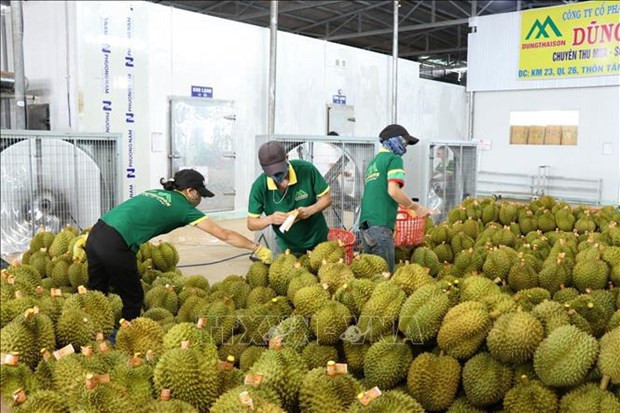 Vietnamese durian exports reel in about 2.22 billion USD hinh anh 1