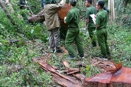 Bản tin trưa 3/12: Phó trạm kiểm lâm tử vong trong rừng do trúng 14 vết đạn