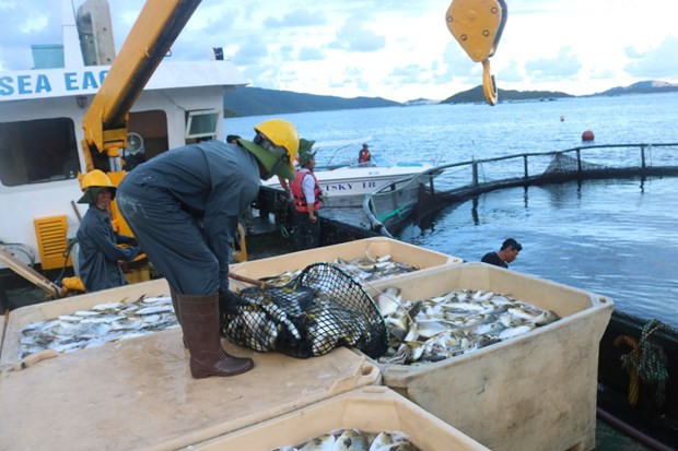 Ministry to tighten inspections at fishing ports hinh anh 2
