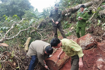 Công an truy tìm lâm tặc phá rừng ở Lai Châu