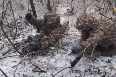 Video lính bắn tỉa Nga ngụy trang hạ mục tiêu ở Ukraine