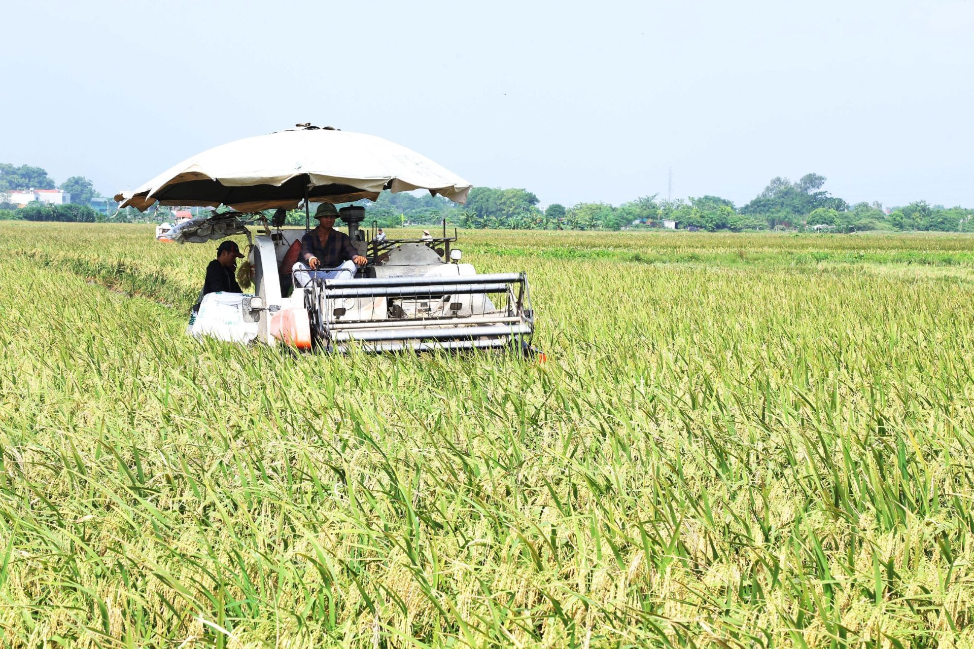 anh bai 18 chuan.jpg