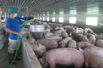 Chẳng doanh nghiệp, nông dân nào khoe lãi: Nỗi buồn chăn nuôi lợn năm 2023