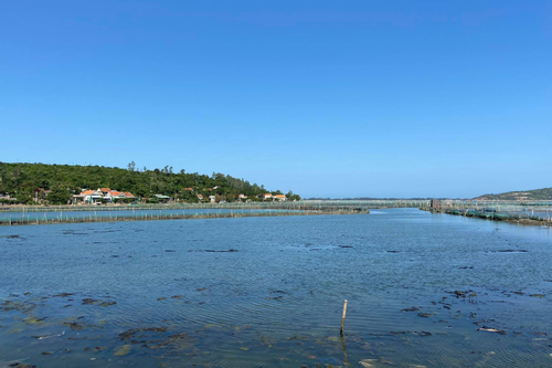 Phú Yên cơ cấu lại nghề khai thác hải sản, tăng cường nuôi biển