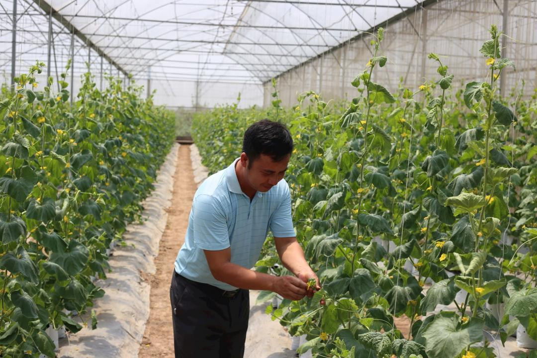 dua luoi trong nha kinh.jpg