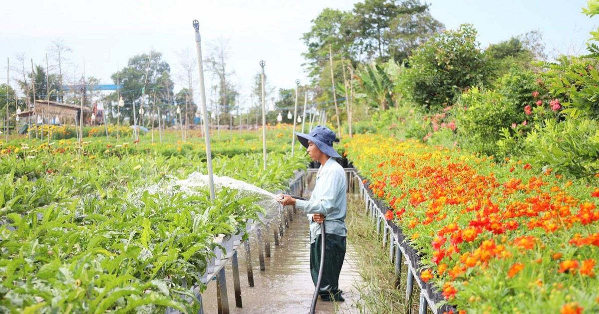 Farmers rush to prepare for Tet flower market