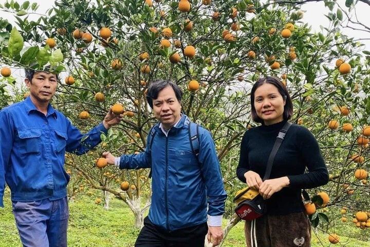 Hợp tác xã nâng tầm cam Cao Phong