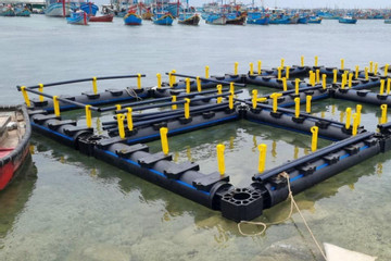 Kiên Giang mở rộng diện tích nuôi biển theo hướng bền vững