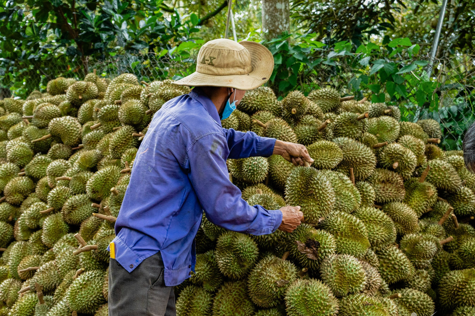 Thế giới bắt đầu thích mê, 'trái cây vua' của Việt Nam sẽ thu 3,5 tỷ USD