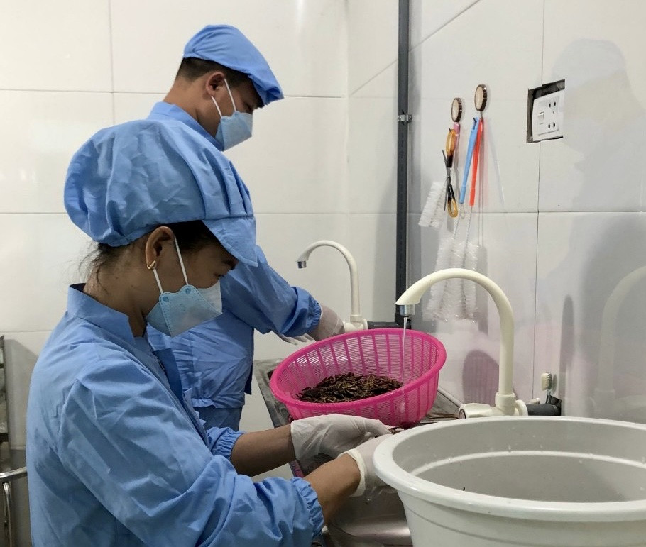 ca cuong xu tuyen.jpg