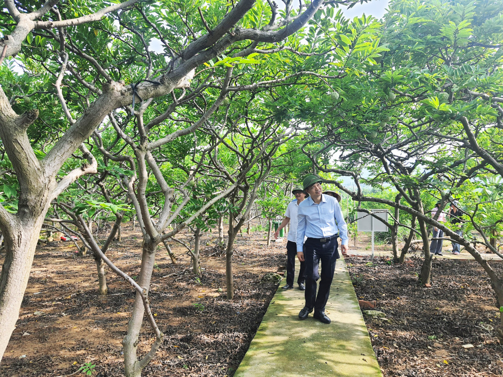 Vùng na Việt Dân đã được cấp mã vùng để truy xuất nguồn gốc, thuận tiện cho thương mại điện tử.