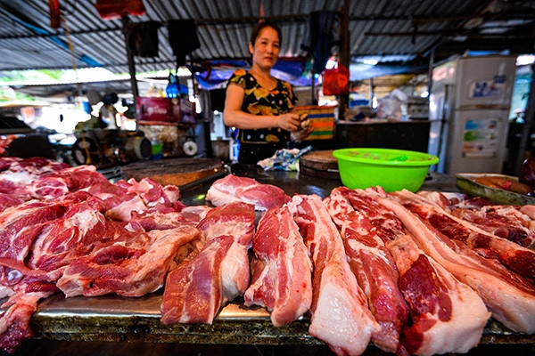 Gần Tết, chủ trại buồn rầu bán lỗ vài chục triệu đến tiền tỷ mỗi lứa lợn