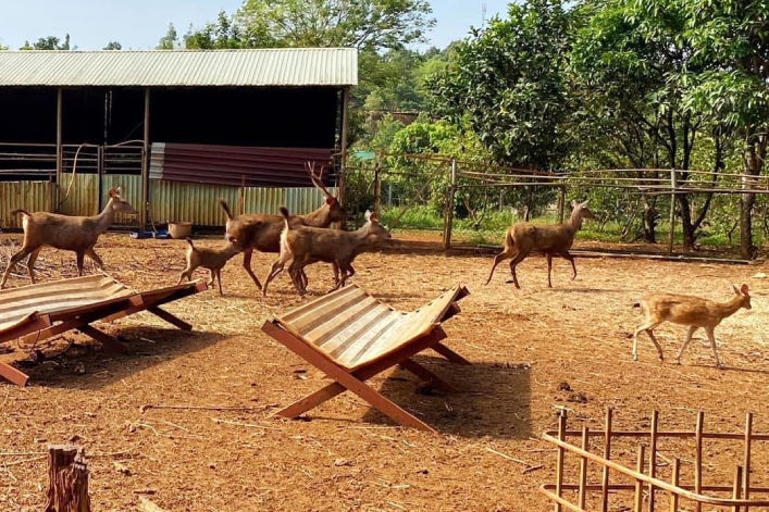 Người dân tự nguyện giao trả động vật hoang dã về rừng