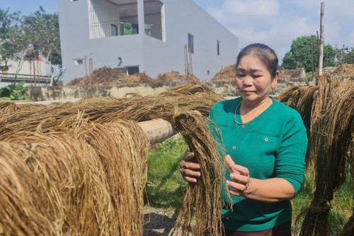 Phá bỏ ồ ạt 'cây làm giàu': Giải quyết việc thiếu tiền, mở rộng lại vùng trồng