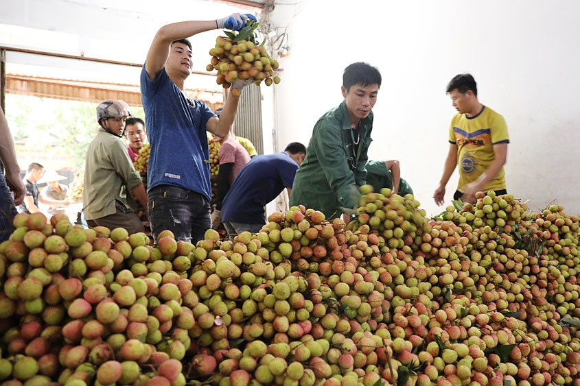 Sản xuất lệch vụ - hướng đi mới cho các hợp tác xã nông sản