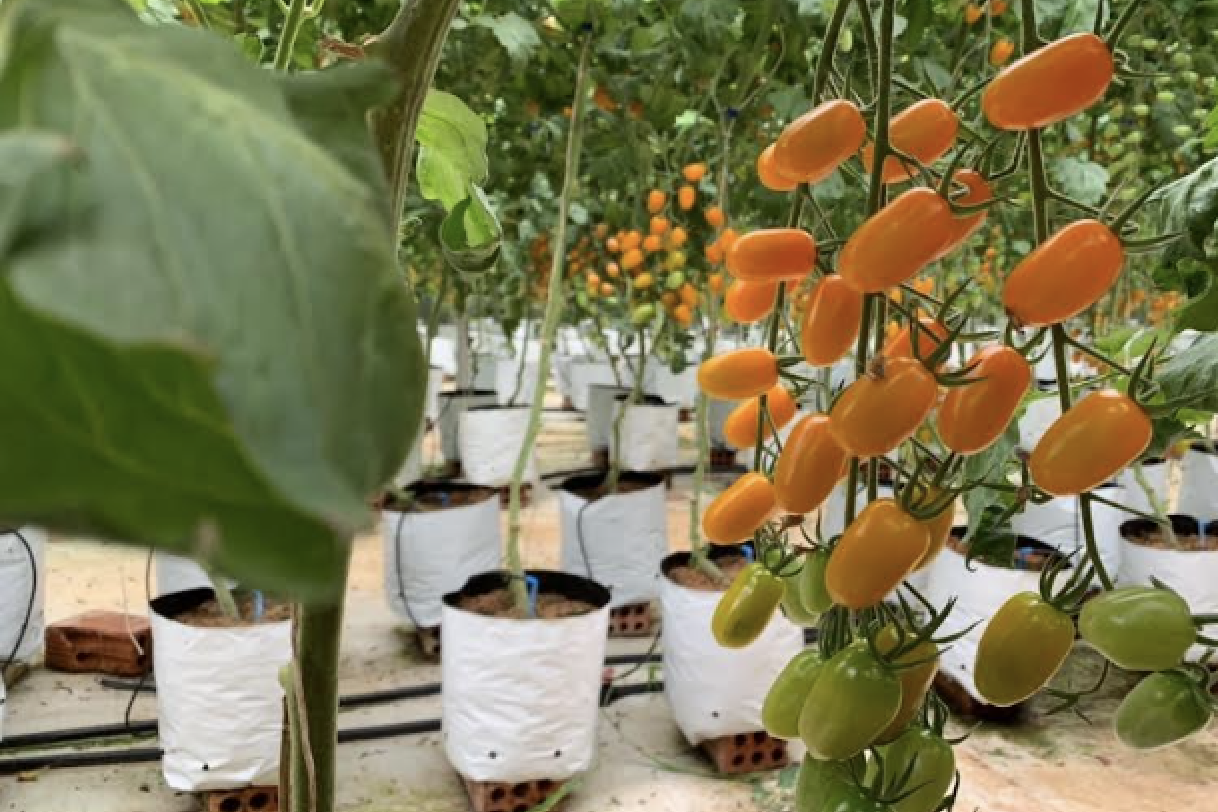 TP Buôn Ma Thuột: Tái cơ cấu nông nghiệp gắn với xây dựng nông thôn mới