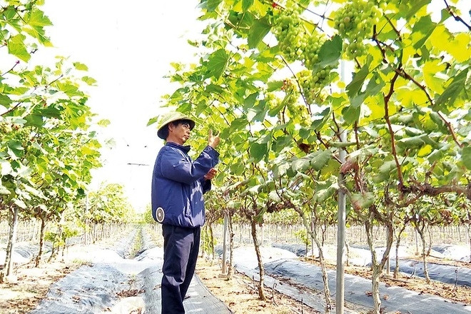 Bình Lục (Hà Nam) nhân rộng mô hình hợp tác xã kiểu mới