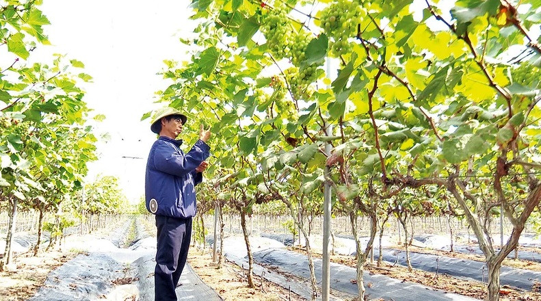 binh luc nhan rong mo hinh htx kieu moi.jpg