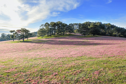 Đồi cỏ hồng khoe sắc rực rỡ trong tiết trời Đà Lạt lập đông