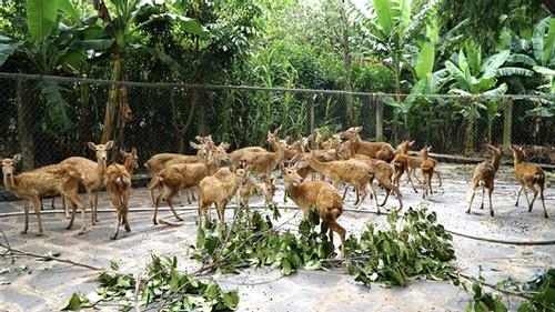 Dong Nai pursues unique deer and stag farming model, combining tourism