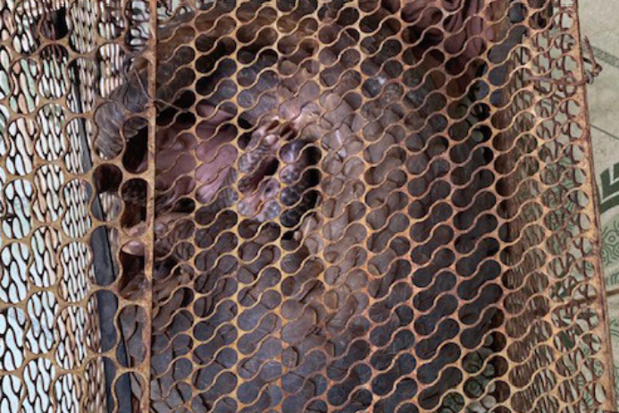 dong vat hoang da.png