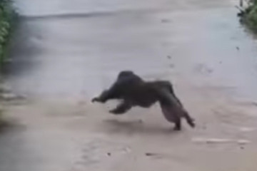 Lập phương án bẫy bắt khỉ tấn công 3 người bị thương ở Quảng Nam
