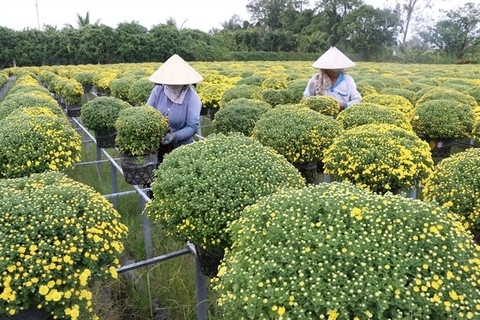 Mekong Delta farmers busy preparing Tet flowers