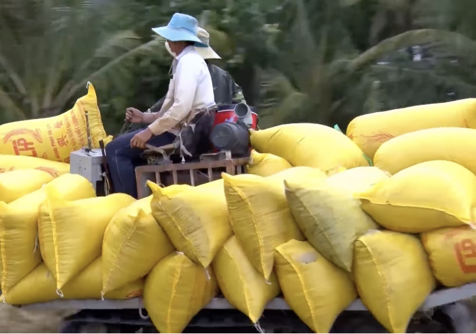 Để triển khai Đề án 1 triệu ha lúa chất lượng cao ở vùng ĐBSCL