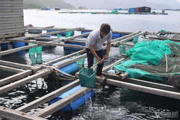 VN to expand mariculture to solve IUU problem