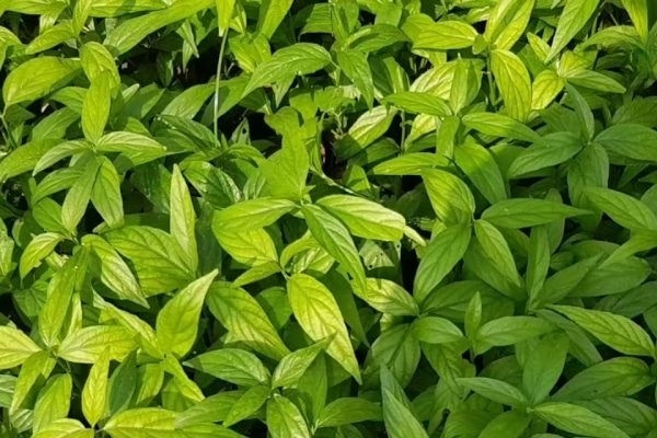 Dùng cây xương khỉ trong điều trị ung thư như thế nào?
