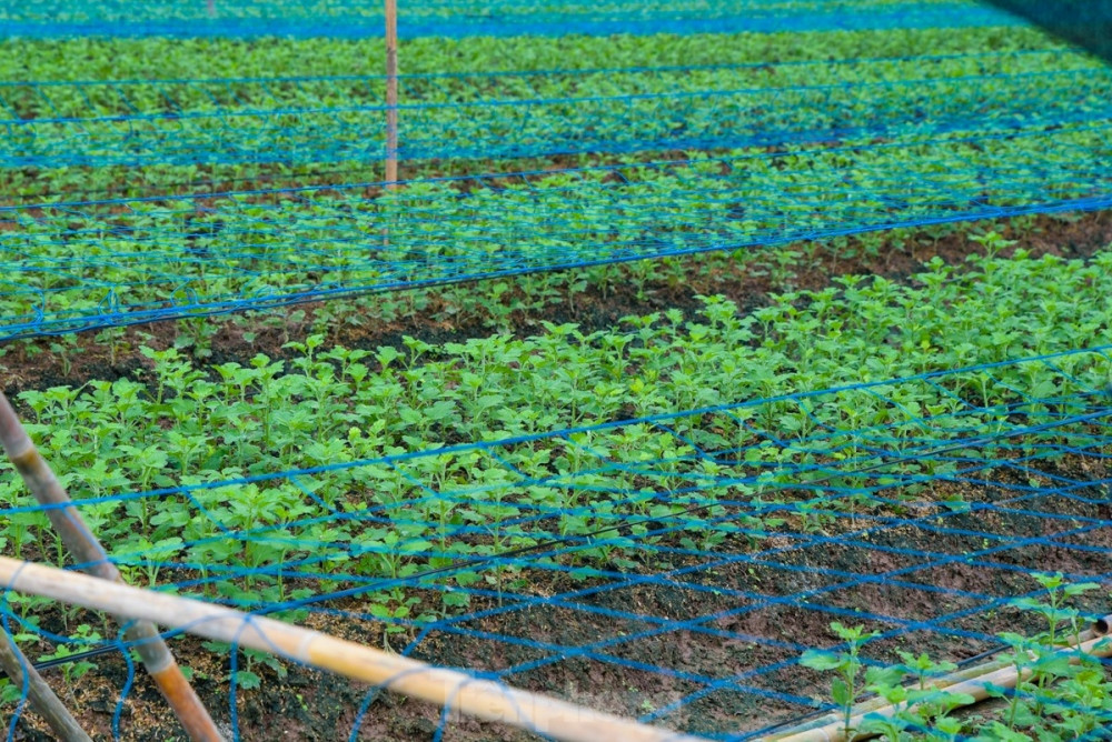 preparations underway at tay tuu flower village ahead of tet picture 6