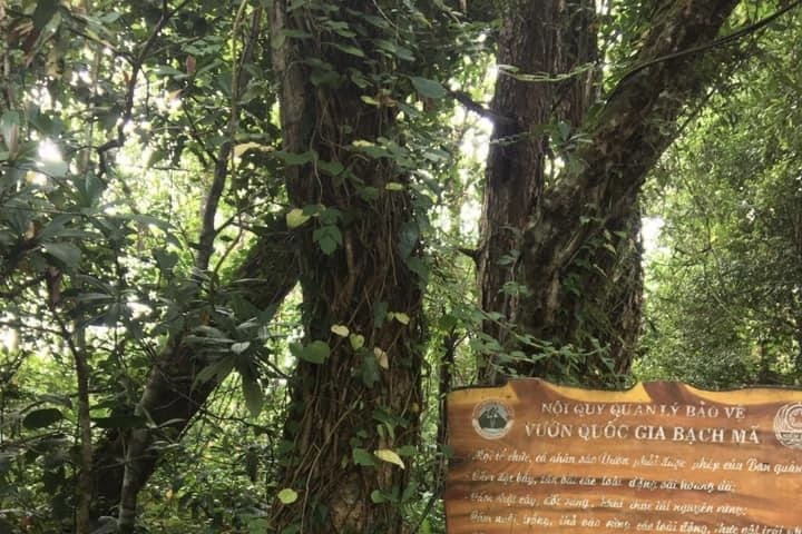 Vườn quốc gia Bạch Mã: Siết chặt nạn săn bẫy động vật hoang dã