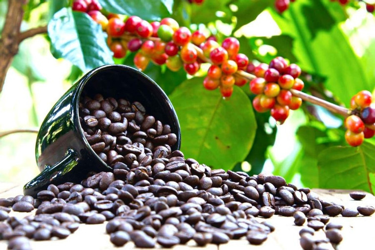 Coffee prices hit record high, but farmers lack enough product