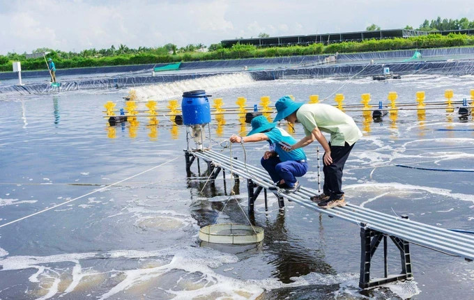 Mekong Delta farmers using AI for super-intensive shrimp raising