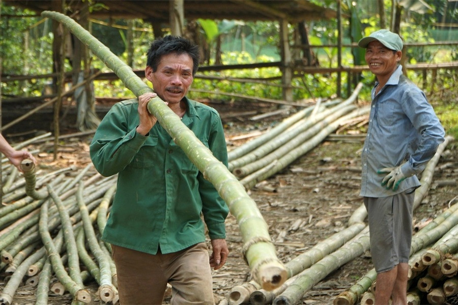 Sống giữa kho ‘vàng xanh’, người dân vùng cao Thanh Hóa vẫn nghèo