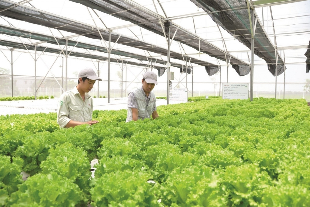 Thu hút sinh viên giỏi về đầu quân cho các HTX nông nghiệp