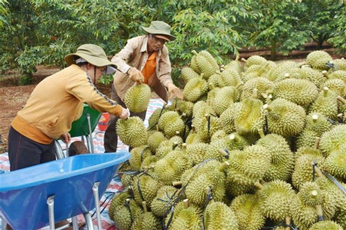 Vietnam's fruit, vegetable exports to hit record in 2023