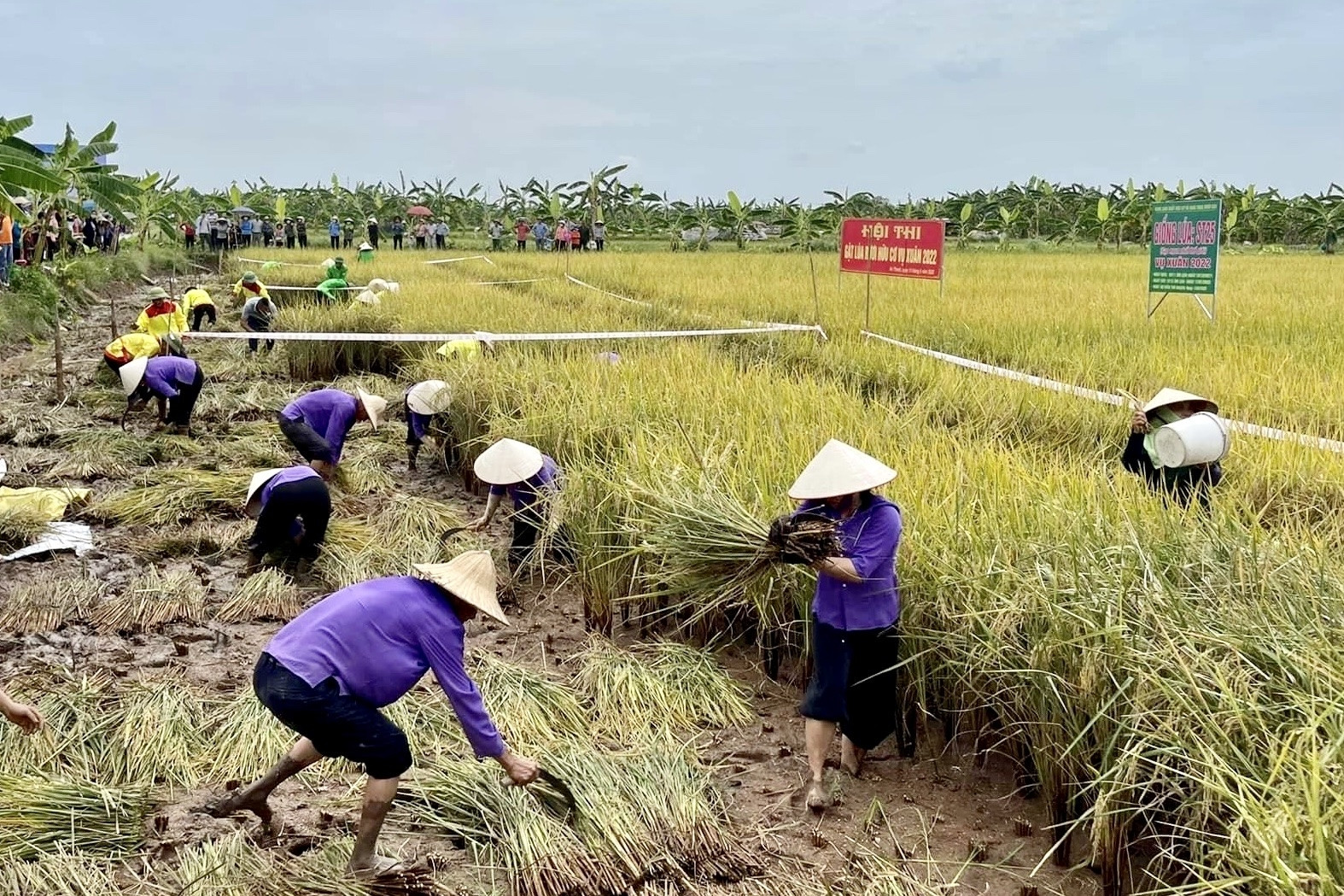 Hội nông dân hỗ trợ hợp tác xã ở Hải Dương nâng cao giá trị nông sản