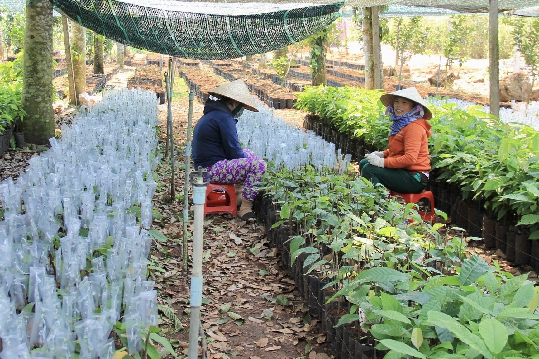 Hội Nông dân tích cực vận động tham gia phát triển kinh tế tập thể