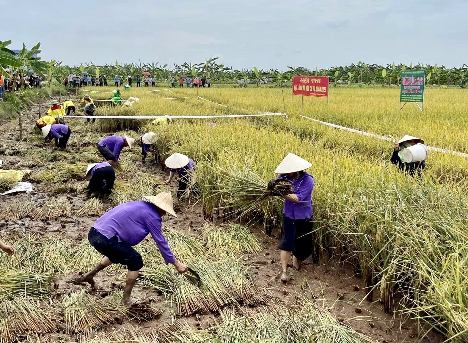 Hợp tác xã hải dương.jpg