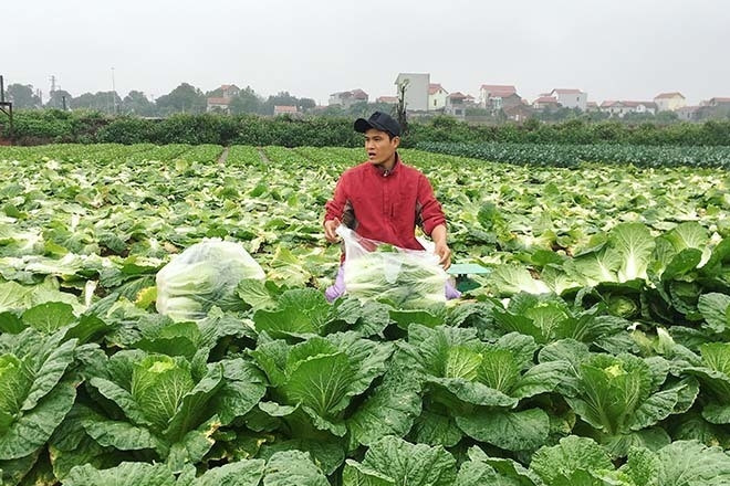 Khách ngoại ưa chuộng, bán 3 loại rau thu về 90 triệu USD