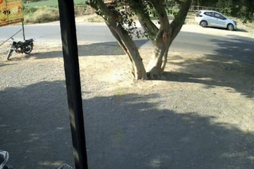 Xe buýt chở học sinh, mất kiểm soát đâm thẳng vào gốc cây bên đường